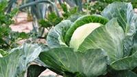 zelenina cabbage-2633033 1280